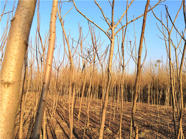 火炬樹照片種植基地實拍 火炬樹照片種植基地實拍