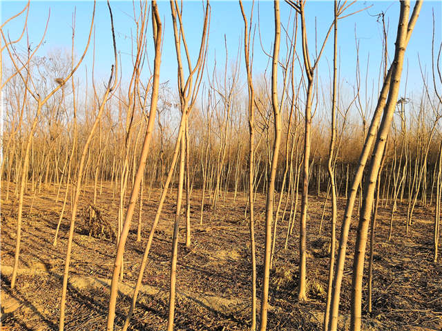 火炬樹照片種植基地實拍 火炬樹照片種植基地實拍