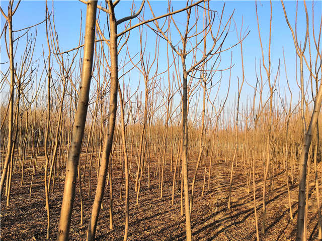 火炬樹照片種植基地實拍 火炬樹照片種植基地實拍