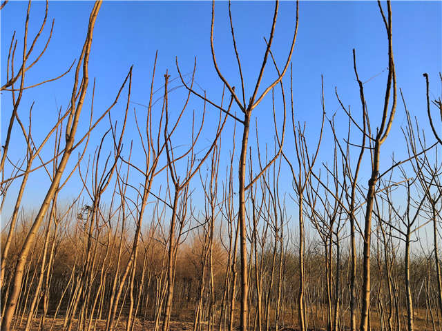 火炬樹照片種植基地實拍 火炬樹照片種植基地實拍