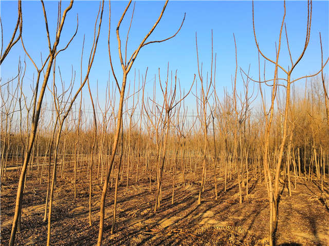 火炬樹照片種植基地實拍 火炬樹照片種植基地實拍