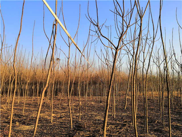 火炬樹照片種植基地實拍 火炬樹照片種植基地實拍