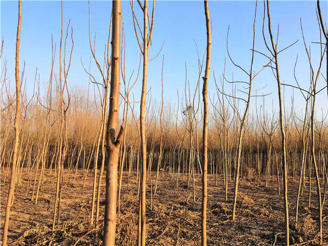 火炬樹照片種植基地實拍 火炬樹照片種植基地實拍