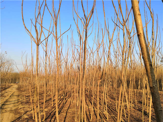 火炬樹照片種植基地實拍 火炬樹照片種植基地實拍