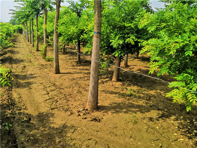 沭陽長景園林蝴蝶槐種植基地實拍圖片 沭陽長景園林蝴蝶槐種植基地實拍圖片