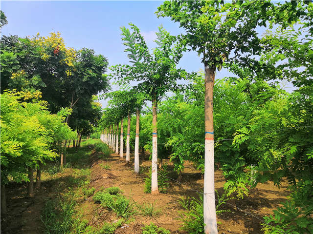 沭陽長景園林蝴蝶槐種植基地實拍圖片 沭陽長景園林蝴蝶槐種植基地實拍圖片