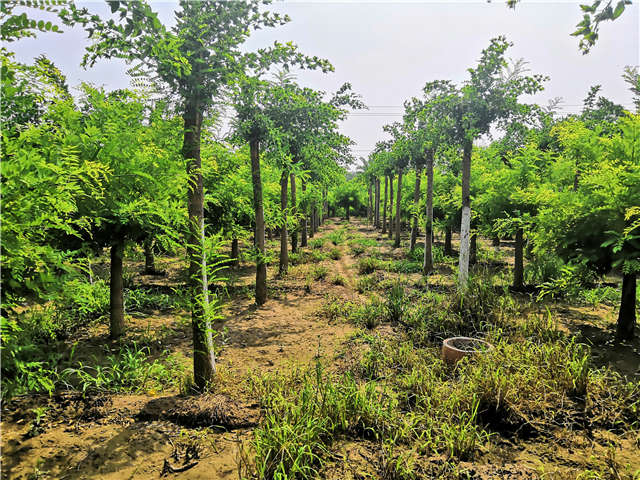 沭陽長景園林蝴蝶槐種植基地實拍圖片 沭陽長景園林蝴蝶槐種植基地實拍圖片