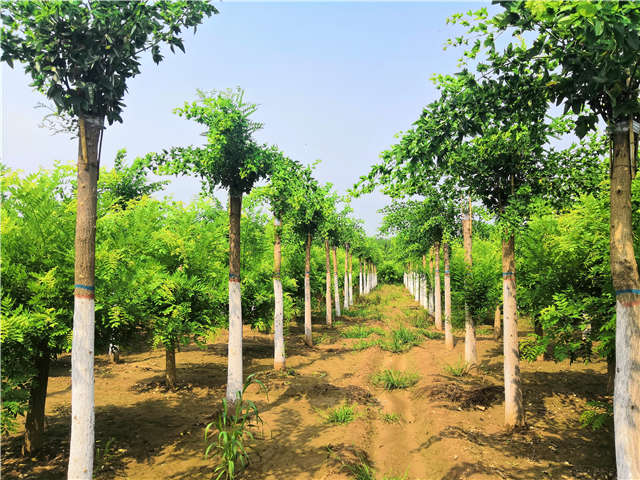 沭陽長景園林蝴蝶槐種植基地實拍圖片 沭陽長景園林蝴蝶槐種植基地實拍圖片