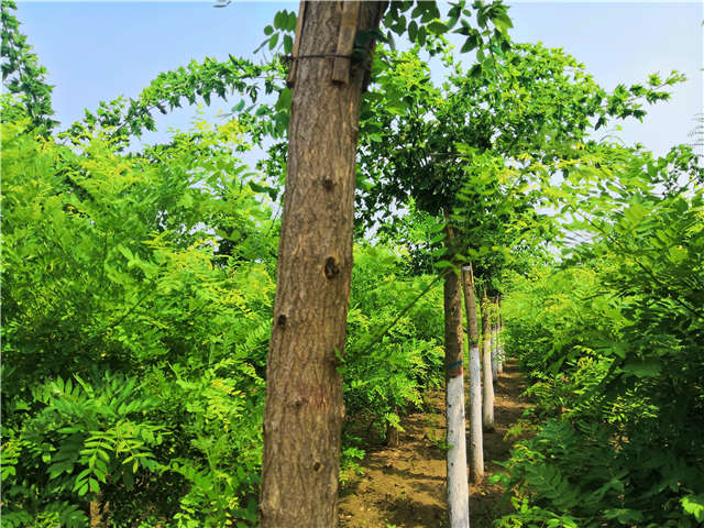 沭陽長景園林蝴蝶槐種植基地實拍圖片 沭陽長景園林蝴蝶槐種植基地實拍圖片