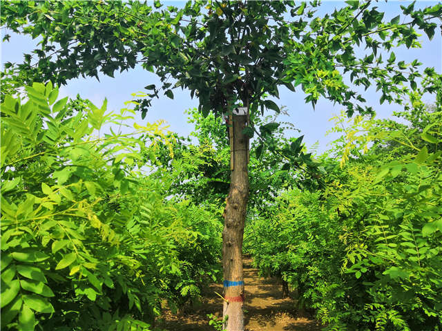 沭陽長景園林蝴蝶槐種植基地實拍圖片 沭陽長景園林蝴蝶槐種植基地實拍圖片