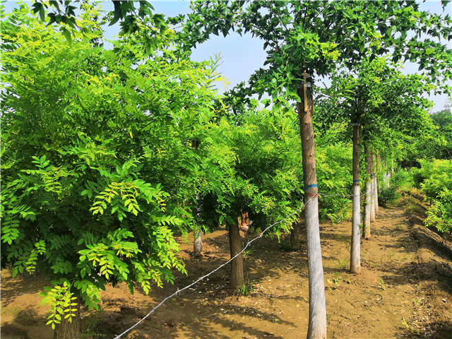 沭陽長景園林蝴蝶槐種植基地實拍圖片 沭陽長景園林蝴蝶槐種植基地實拍圖片