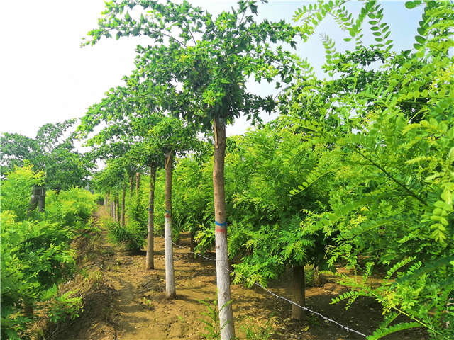 沭陽長景園林蝴蝶槐種植基地實拍圖片 沭陽長景園林蝴蝶槐種植基地實拍圖片