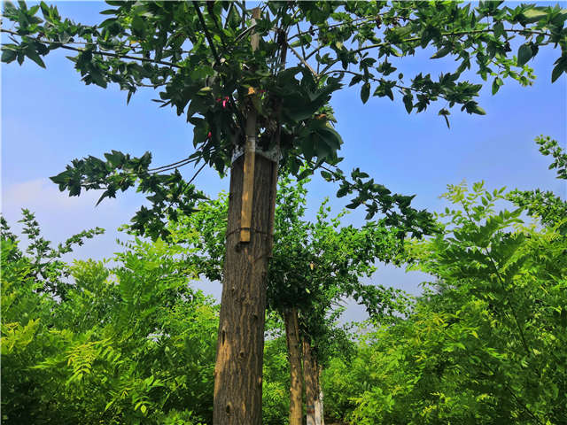 沭陽長景園林蝴蝶槐種植基地實拍圖片 沭陽長景園林蝴蝶槐種植基地實拍圖片