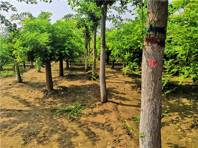 沭陽長景園林蝴蝶槐種植基地實拍圖片 沭陽長景園林蝴蝶槐種植基地實拍圖片