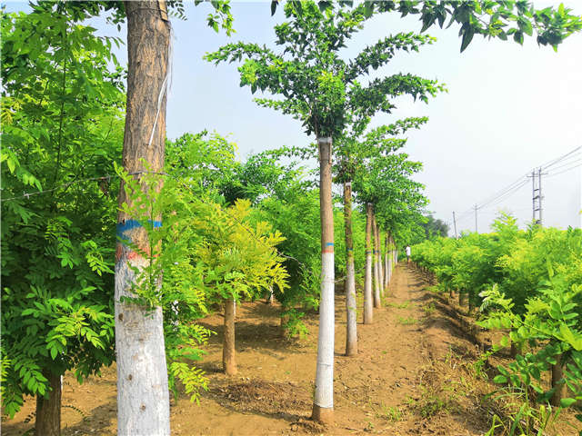 沭陽長景園林蝴蝶槐種植基地實拍圖片 沭陽長景園林蝴蝶槐種植基地實拍圖片