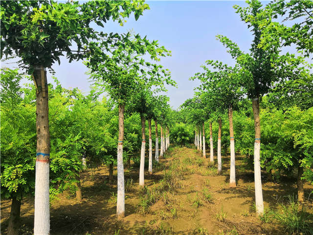 沭陽長景園林蝴蝶槐種植基地實拍圖片 沭陽長景園林蝴蝶槐種植基地實拍圖片