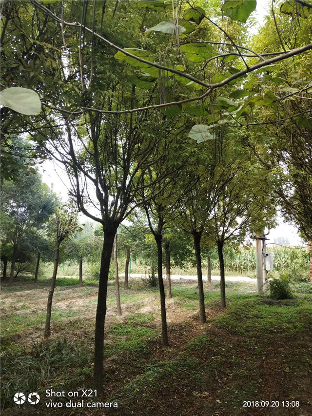 金枝白蠟照片種植基地實拍 金枝白蠟照片種植基地實拍