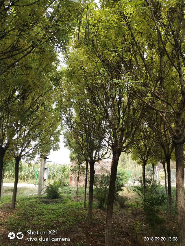 金枝白蠟照片種植基地實拍 金枝白蠟照片種植基地實拍