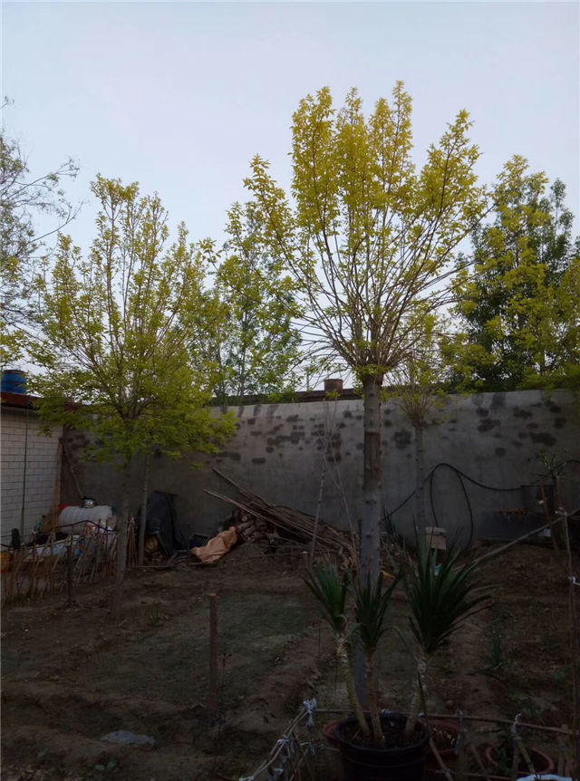 金枝白蠟照片種植基地實拍 金枝白蠟照片種植基地實拍