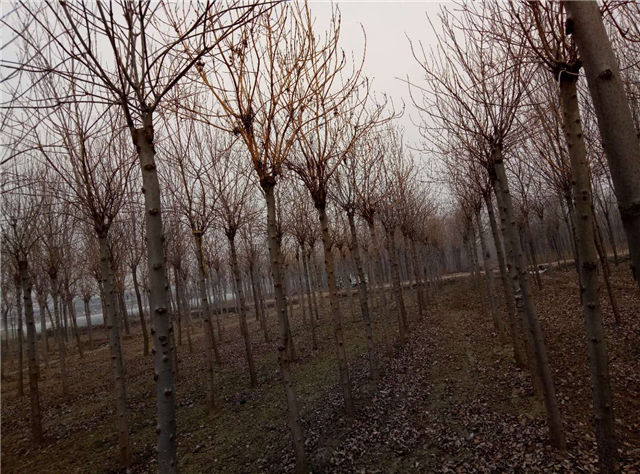 金枝白蠟照片種植基地實拍 金枝白蠟照片種植基地實拍