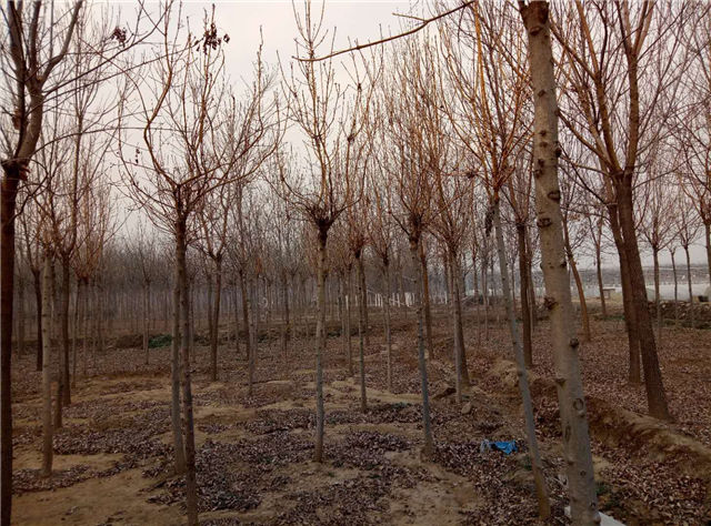 金枝白蠟照片種植基地實拍 金枝白蠟照片種植基地實拍