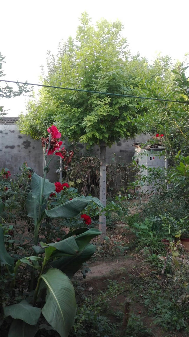 金枝白蠟照片種植基地實拍 金枝白蠟照片種植基地實拍