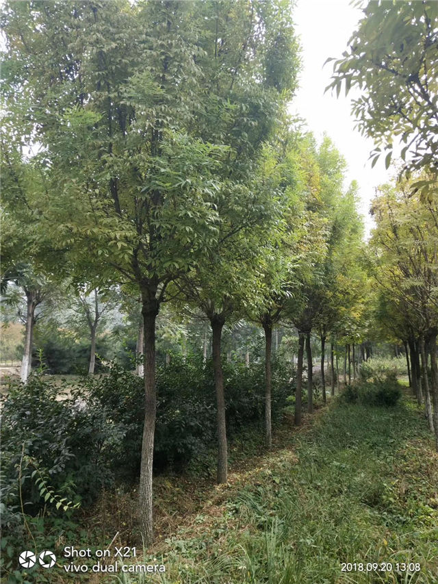 金枝白蠟照片種植基地實拍 金枝白蠟照片種植基地實拍