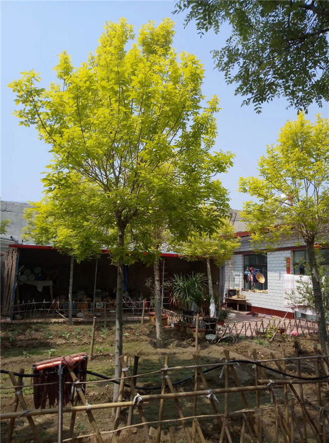 金枝白蠟照片種植基地實拍 金枝白蠟照片種植基地實拍