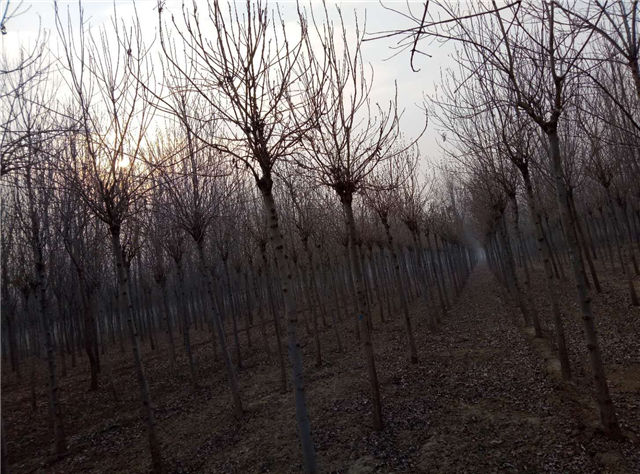 金枝白蠟照片種植基地實拍 金枝白蠟照片種植基地實拍