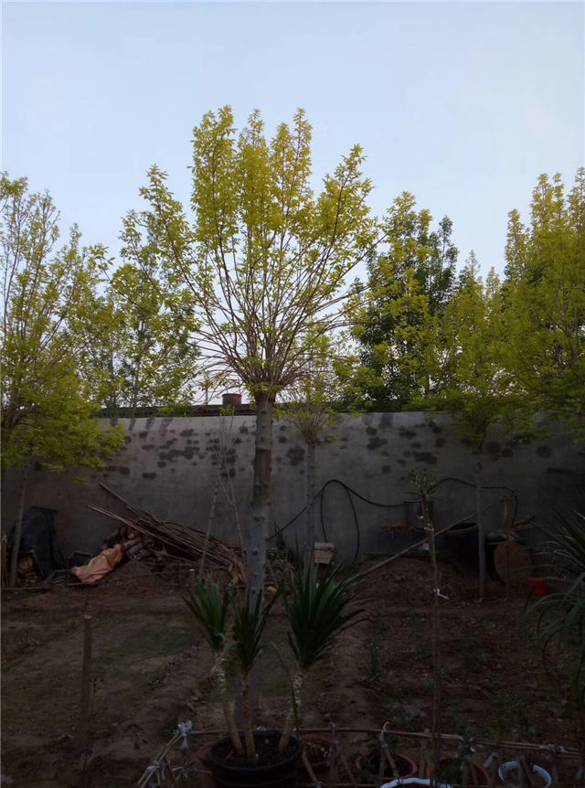金枝白蠟照片種植基地實拍 金枝白蠟照片種植基地實拍