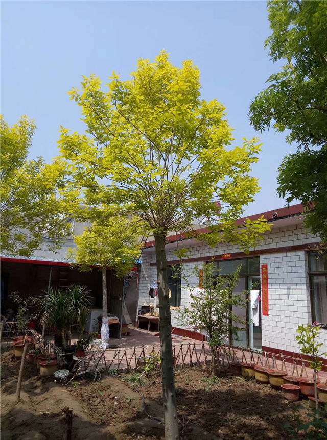金枝白蠟照片種植基地實拍 金枝白蠟照片種植基地實拍