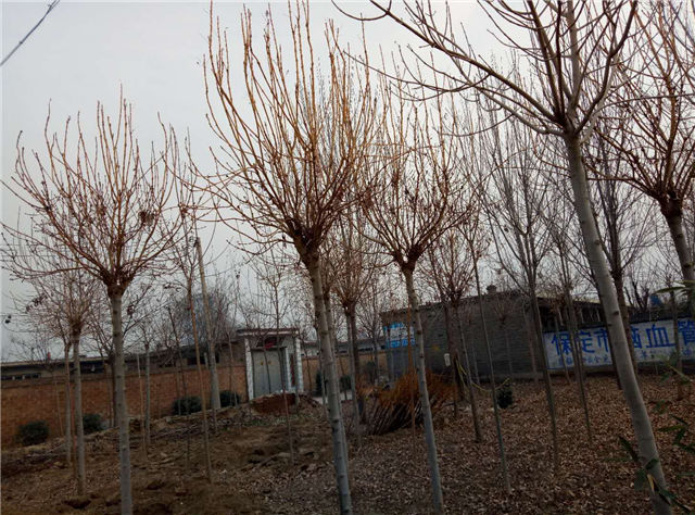 金枝白蠟照片種植基地實拍 金枝白蠟照片種植基地實拍