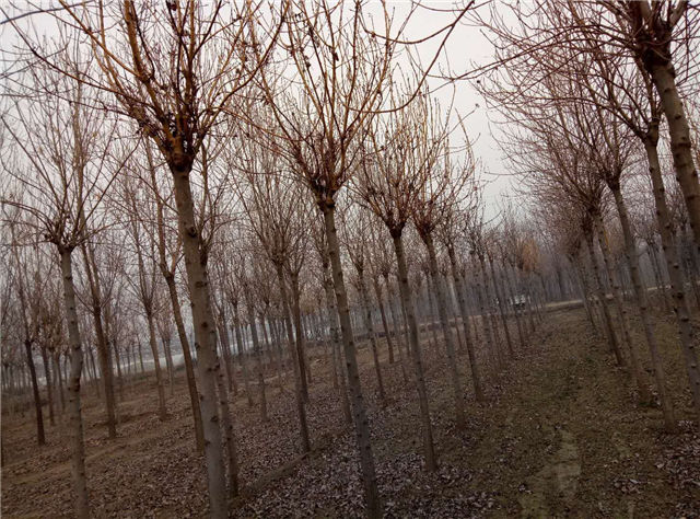 金枝白蠟照片種植基地實拍 金枝白蠟照片種植基地實拍
