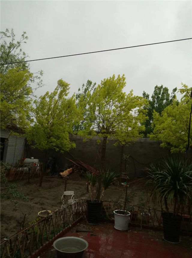 金枝白蠟照片種植基地實拍 金枝白蠟照片種植基地實拍