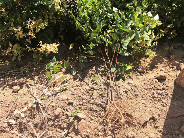 沭陽長景園林繡線菊種植基地實拍圖片 沭陽長景園林繡線菊種植基地實拍圖片