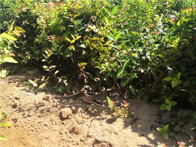 沭陽長景園林繡線菊種植基地實拍圖片 沭陽長景園林繡線菊種植基地實拍圖片