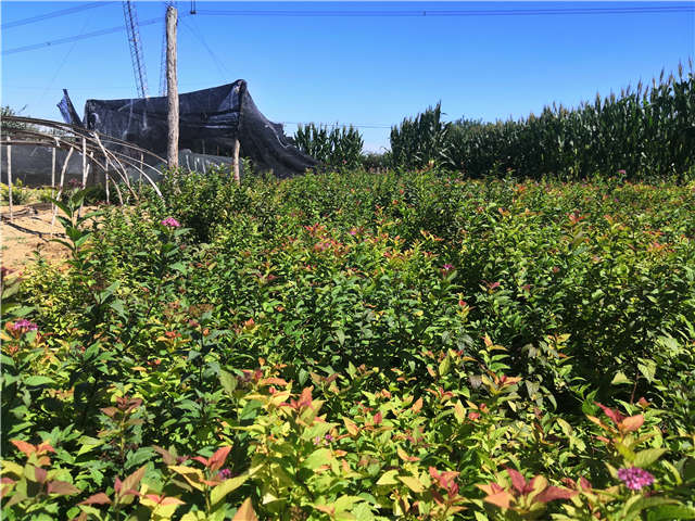 沭陽長景園林繡線菊種植基地實拍圖片 沭陽長景園林繡線菊種植基地實拍圖片
