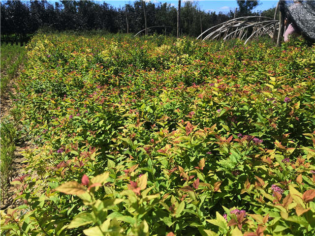 沭陽長景園林繡線菊種植基地實拍圖片 沭陽長景園林繡線菊種植基地實拍圖片