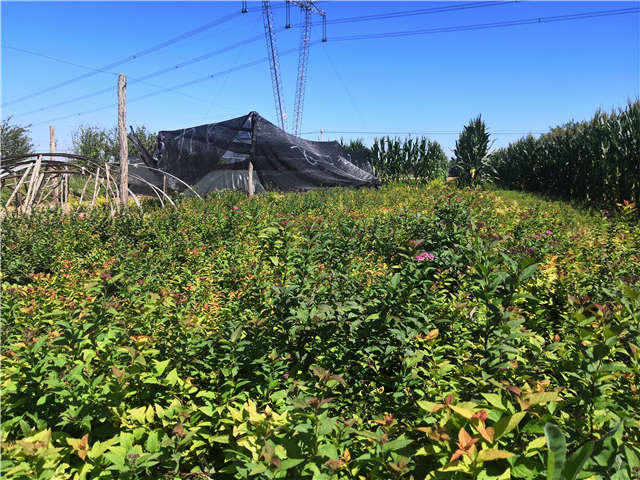 沭陽長景園林繡線菊種植基地實拍圖片 沭陽長景園林繡線菊種植基地實拍圖片