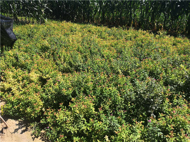 沭陽長景園林繡線菊種植基地實拍圖片 沭陽長景園林繡線菊種植基地實拍圖片