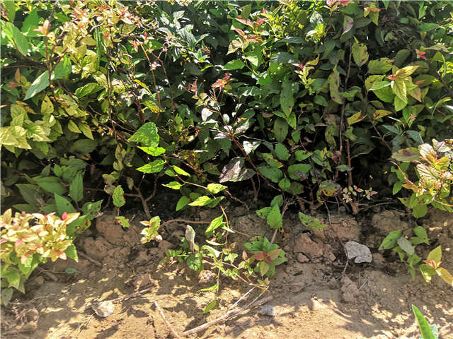 沭陽長景園林繡線菊種植基地實拍圖片 沭陽長景園林繡線菊種植基地實拍圖片