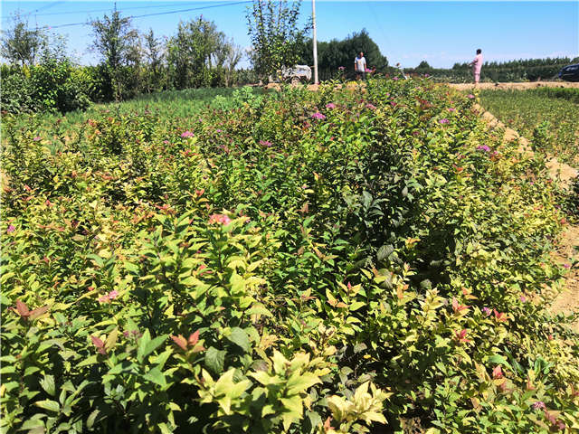 沭陽長景園林繡線菊種植基地實拍圖片 沭陽長景園林繡線菊種植基地實拍圖片