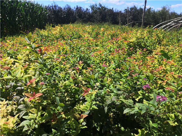 沭陽長景園林繡線菊種植基地實拍圖片 沭陽長景園林繡線菊種植基地實拍圖片