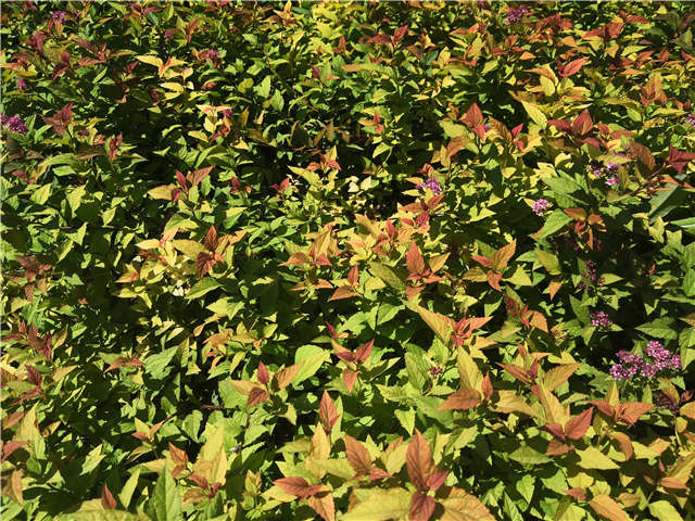 沭陽長景園林繡線菊種植基地實拍圖片 沭陽長景園林繡線菊種植基地實拍圖片