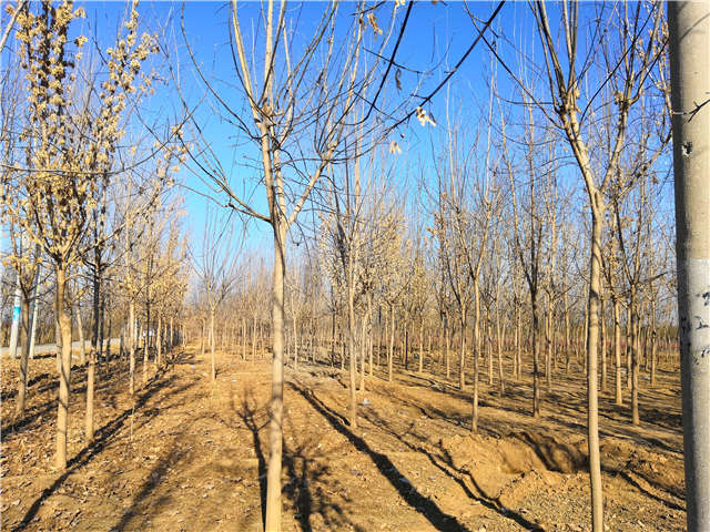 沭陽長景園林金葉復葉槭種植基地實拍圖片 沭陽長景園林金葉復葉槭種植基地實拍圖片