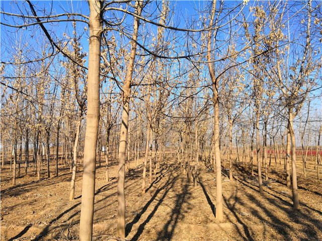 沭陽長景園林金葉復葉槭種植基地實拍圖片 沭陽長景園林金葉復葉槭種植基地實拍圖片