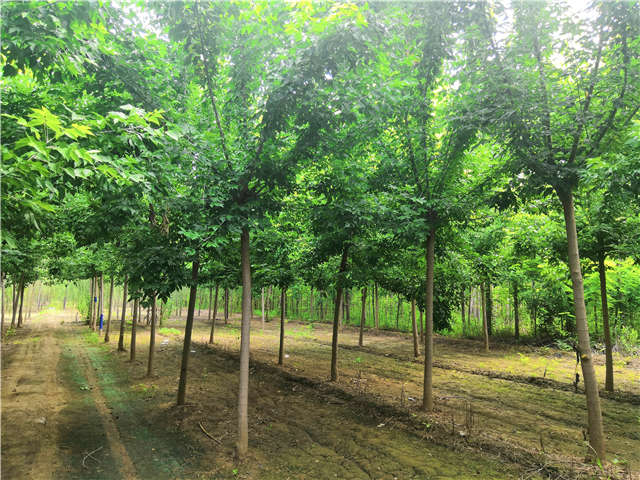 沭陽長景園林金葉復葉槭種植基地實拍圖片 沭陽長景園林金葉復葉槭種植基地實拍圖片