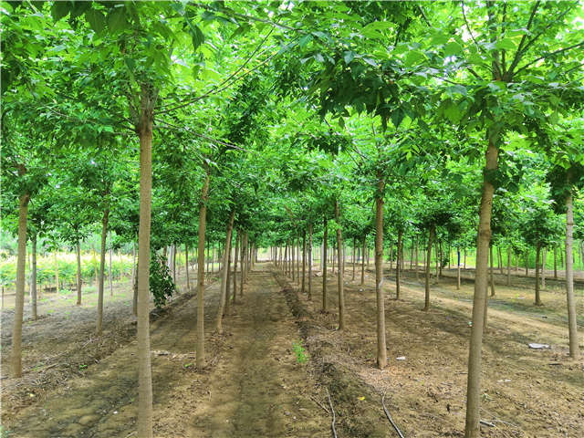 沭陽長景園林金葉復葉槭種植基地實拍圖片 沭陽長景園林金葉復葉槭種植基地實拍圖片