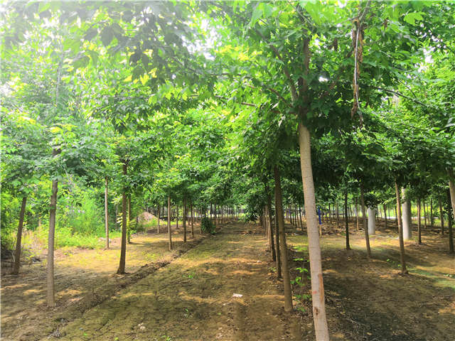 沭陽長景園林金葉復葉槭種植基地實拍圖片 沭陽長景園林金葉復葉槭種植基地實拍圖片