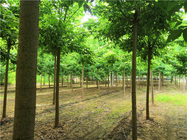 沭陽長景園林金葉復葉槭種植基地實拍圖片 沭陽長景園林金葉復葉槭種植基地實拍圖片
